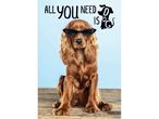 Kutya napszemüvegben, felirattal: „ALL YOU NEED IS DOG”