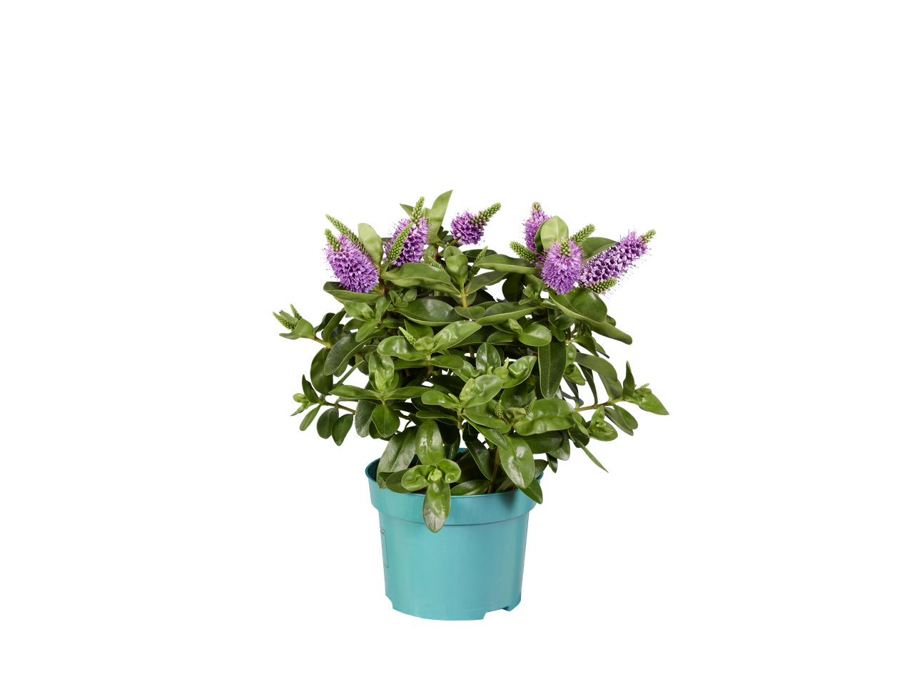 A potted Hebe plant with vibrant green leaves and purple flowers on a black background.