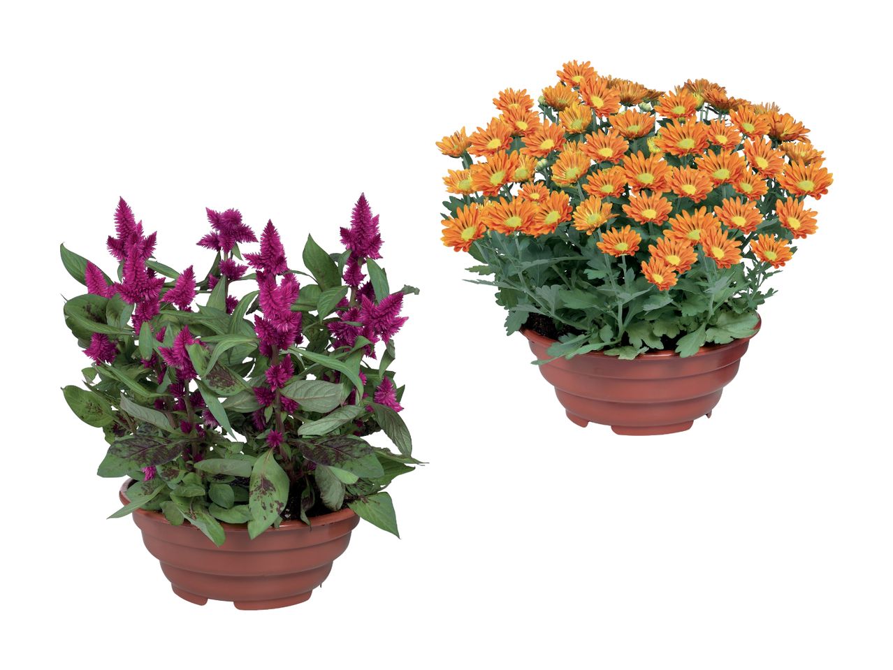 To små potteplanter: en mørk lilla og en orange.
