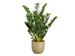 Planta Zamioculcas em vaso verde-oliva.