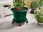 A large green potted plant on a wheeled caddy, with other plants and gardening items nearby.