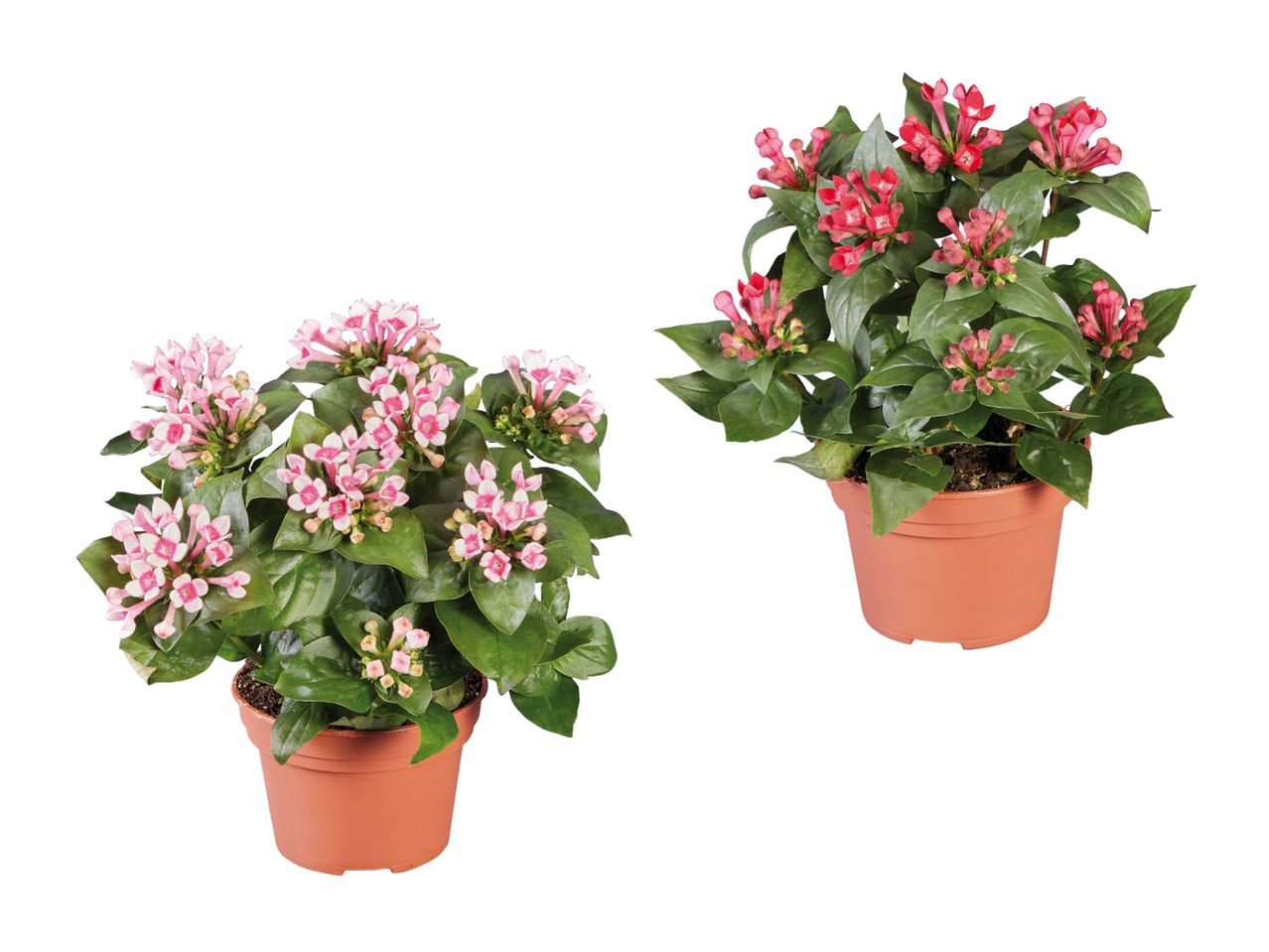 Zwei Topfpflanzen, rosa und dunkelrosa.