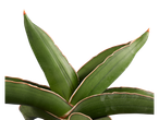 Close-up de uma planta Sansevieria com folhas verde-escuras e bordas brancas.