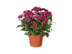 Een gepotte plant met donkerroze chrysantenbloemen.