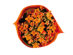 Flores de Kalanchoe laranja em uma embalagem laranja.