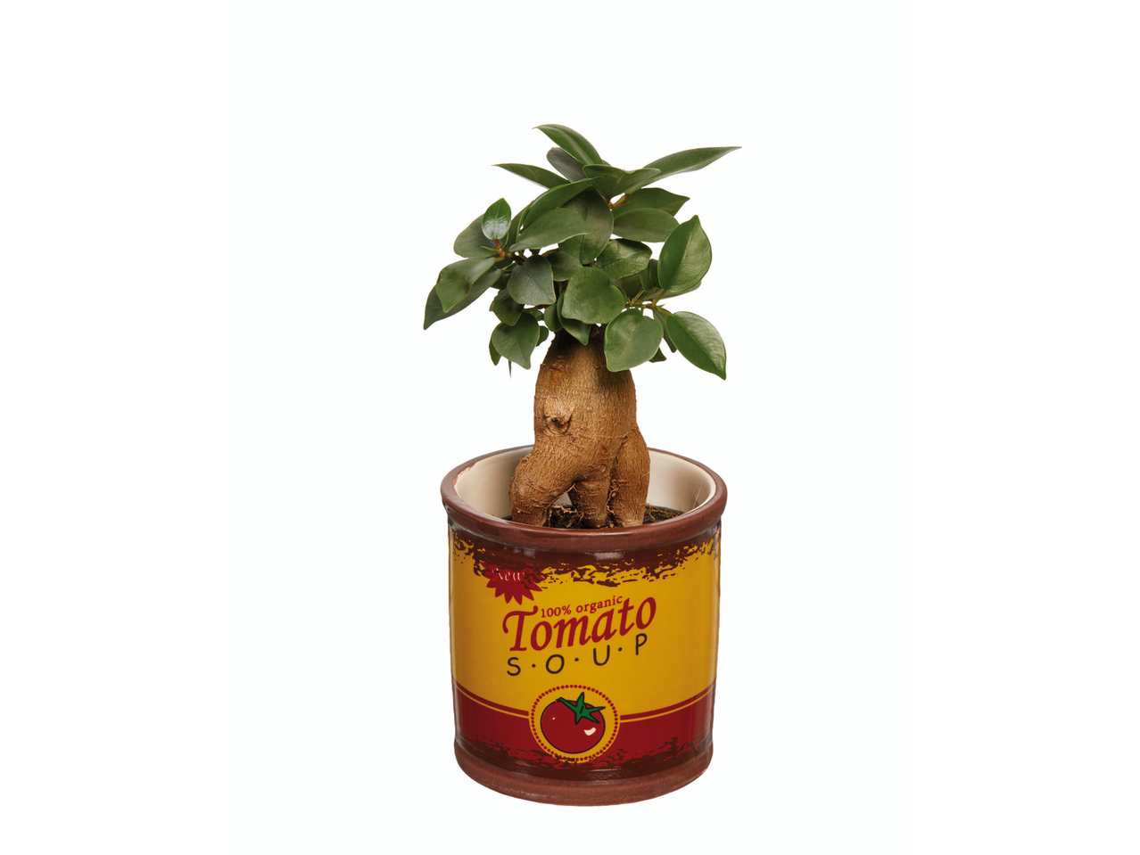 Planta em vaso com design de lata de sopa de tomate.
