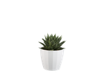 Planta de aloe vera em um vaso branco.