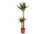 Large Yucca plant with two trunks and green leaves in a brown pot.