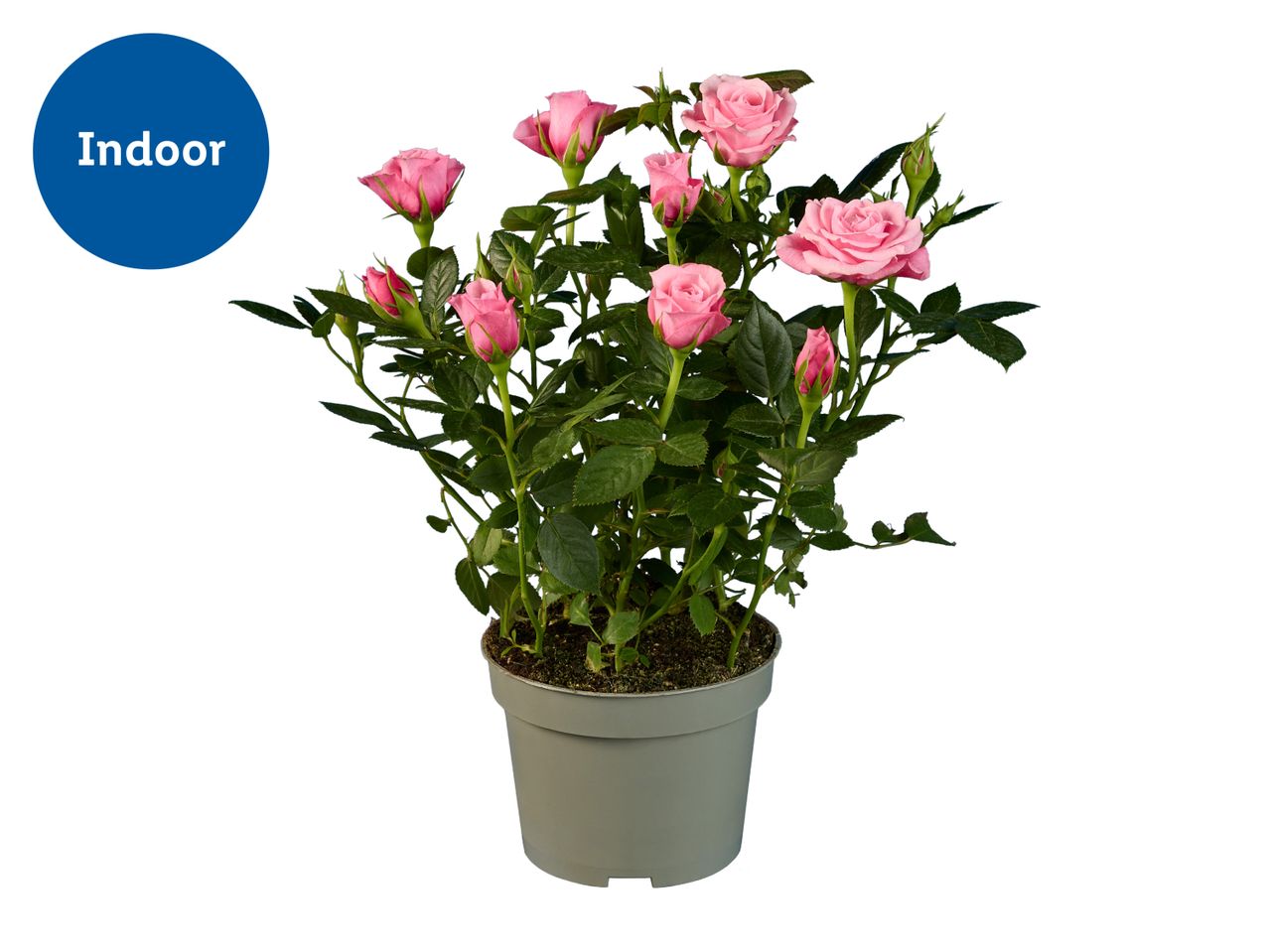 Potted pink miniature roses with green leaves, labeled for indoor use.
