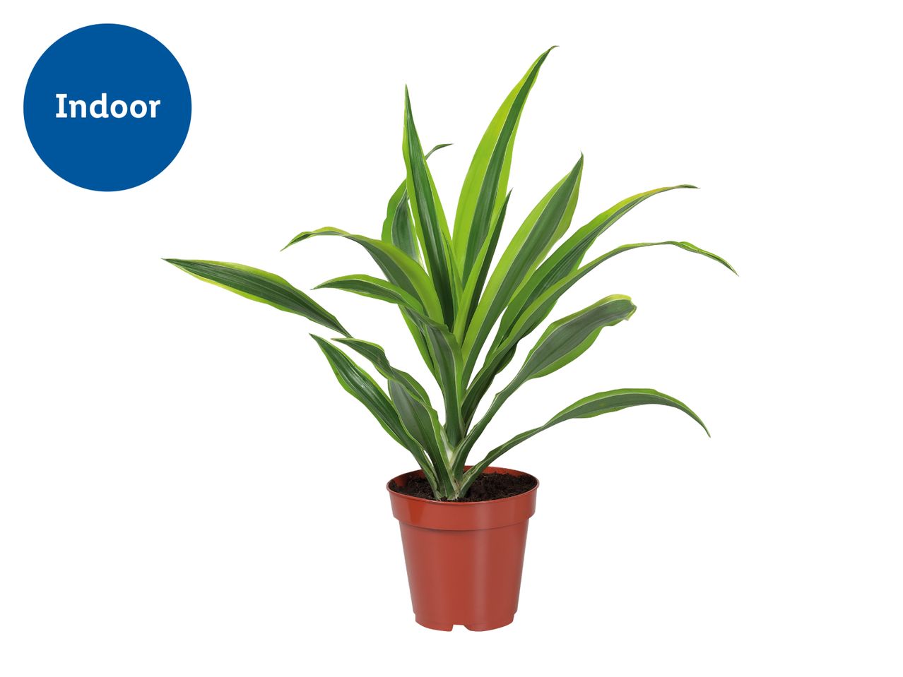 Assorted Houseplants