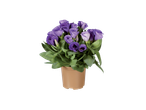 Uma planta em vaso com flores de Lisianthus roxas claras.