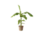 Een kleine bananenplant in pot tegen een zwarte achtergrond.