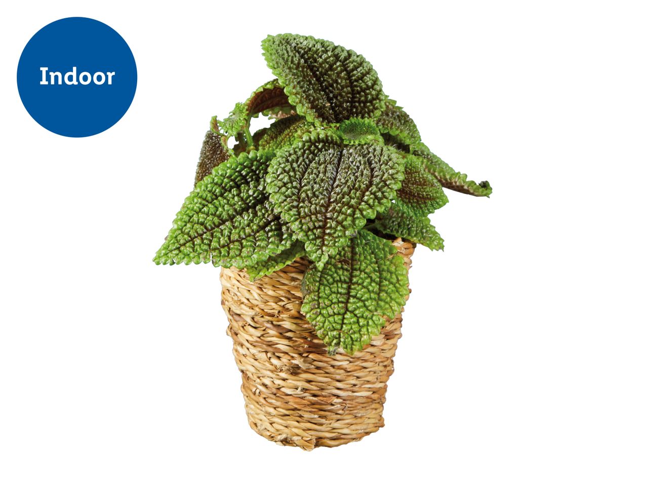 Indoor plant with textured green leaves in a woven basket