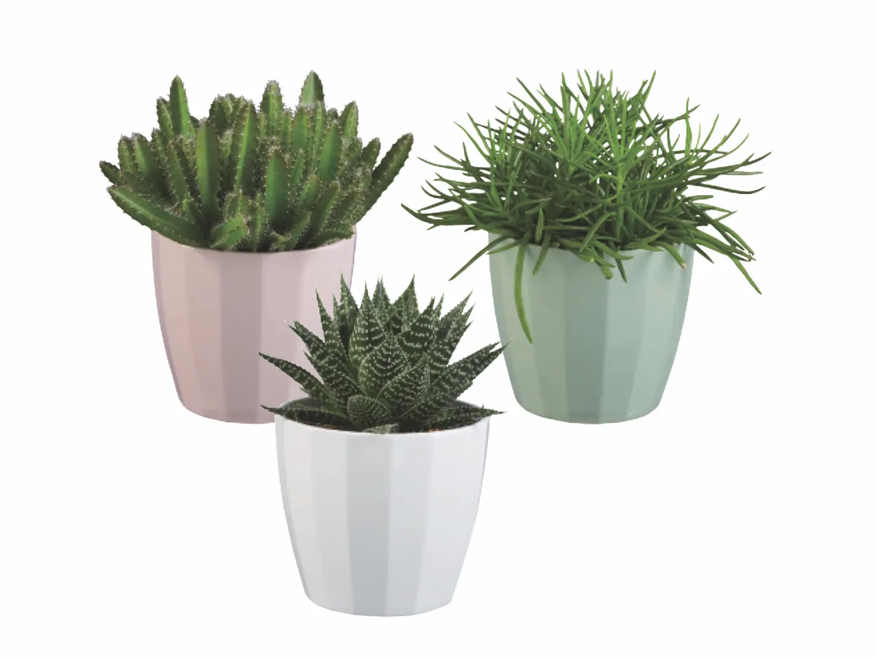 Tre piante grasse in vasi di diversi colori: rosa, bianco e verde.