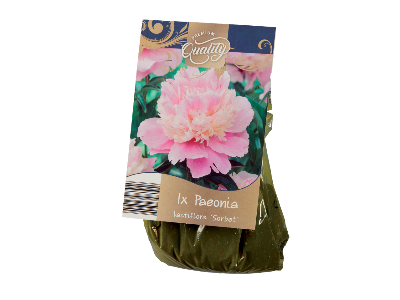 Пакет божура Paeonia lactiflora 'Sorbet'.