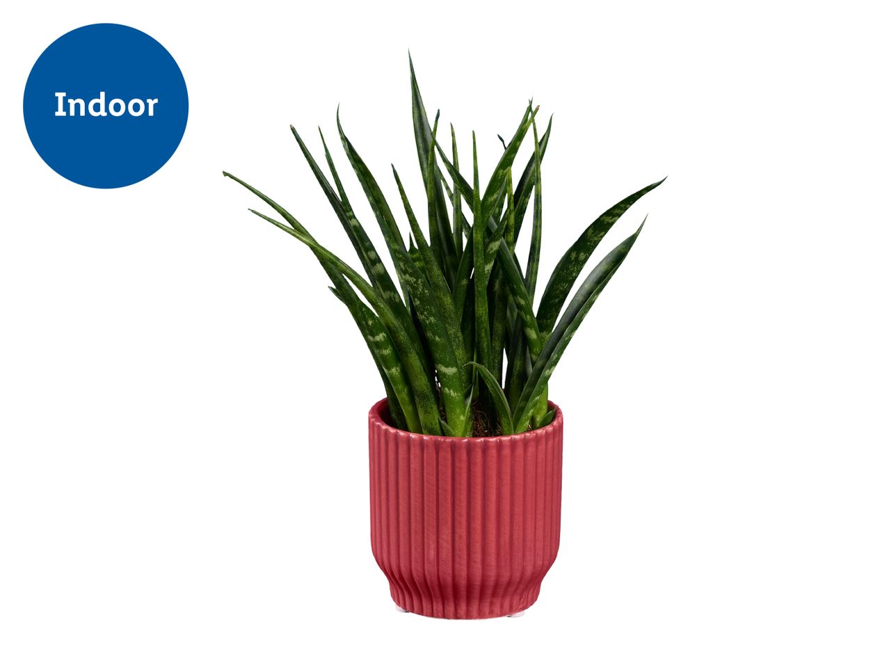 Indoor snake plant in a red ribbed pot.
