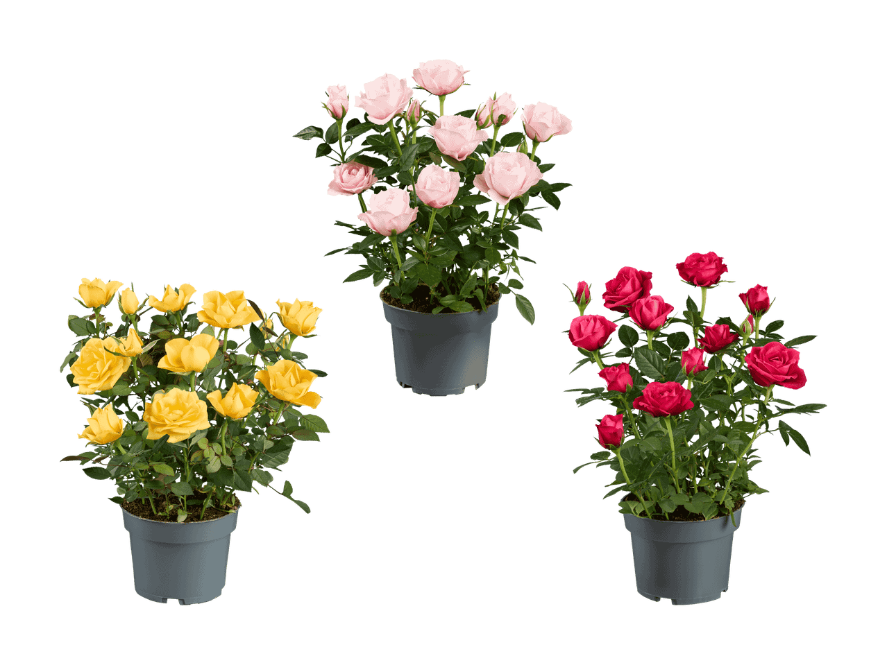 Drei Topfrosen: gelbe, hellrosa und rote Rosen.