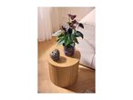 A round wooden side table with a potted plant and a decorative object on top.