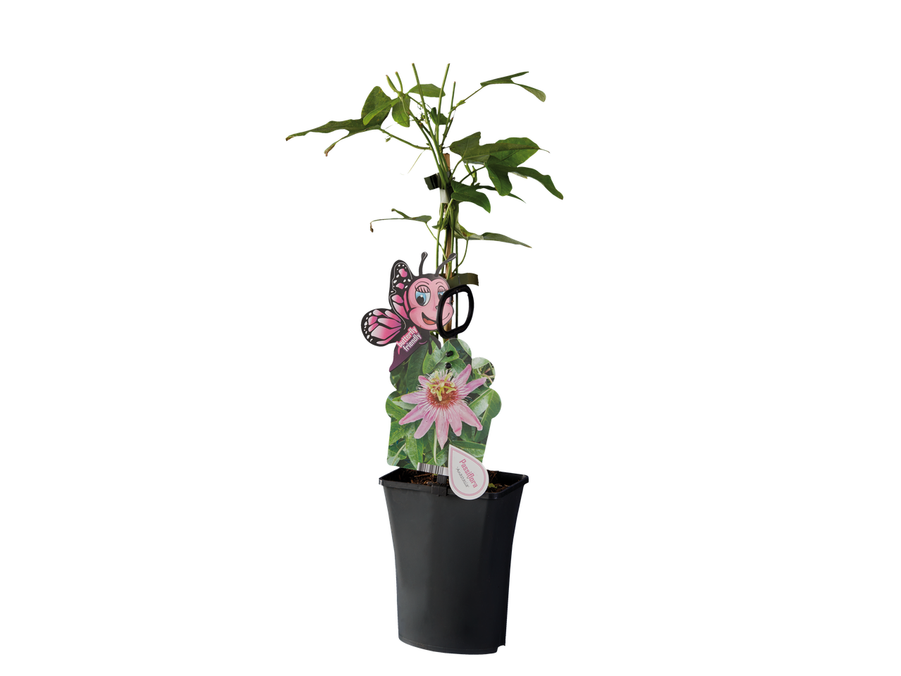 Passiebloem 'Albicida' in pot met vlinderkaartje.