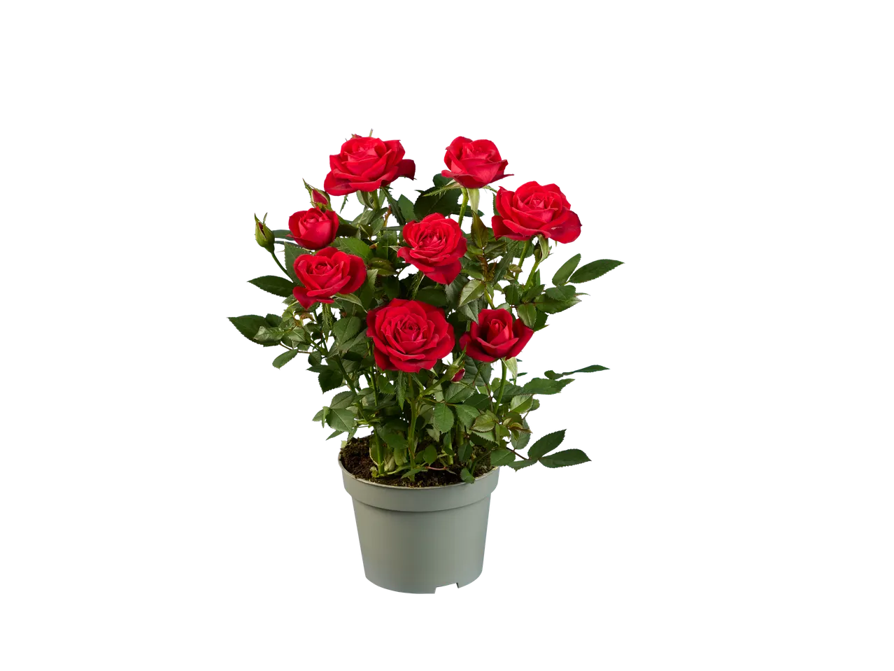 Een pot met rode rozen.