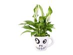 Peace lily plant in a white skull-faced mug