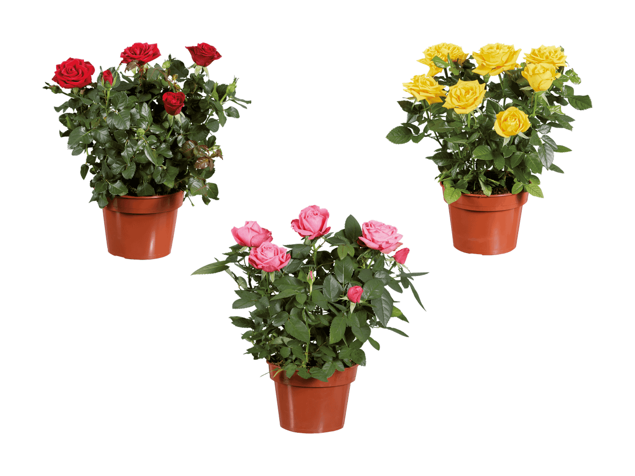 Trois rosiers en pot avec des fleurs rouges, jaunes et roses.