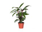 Biljka Calathea rufibarba u saksiji od terakote na beloj pozadini.
