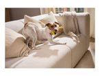 A small dog playing with a toy on a cozy beige sofa.