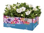 White petunia hybride outdoor plants in a blue and floral patterned cardboard tray.
