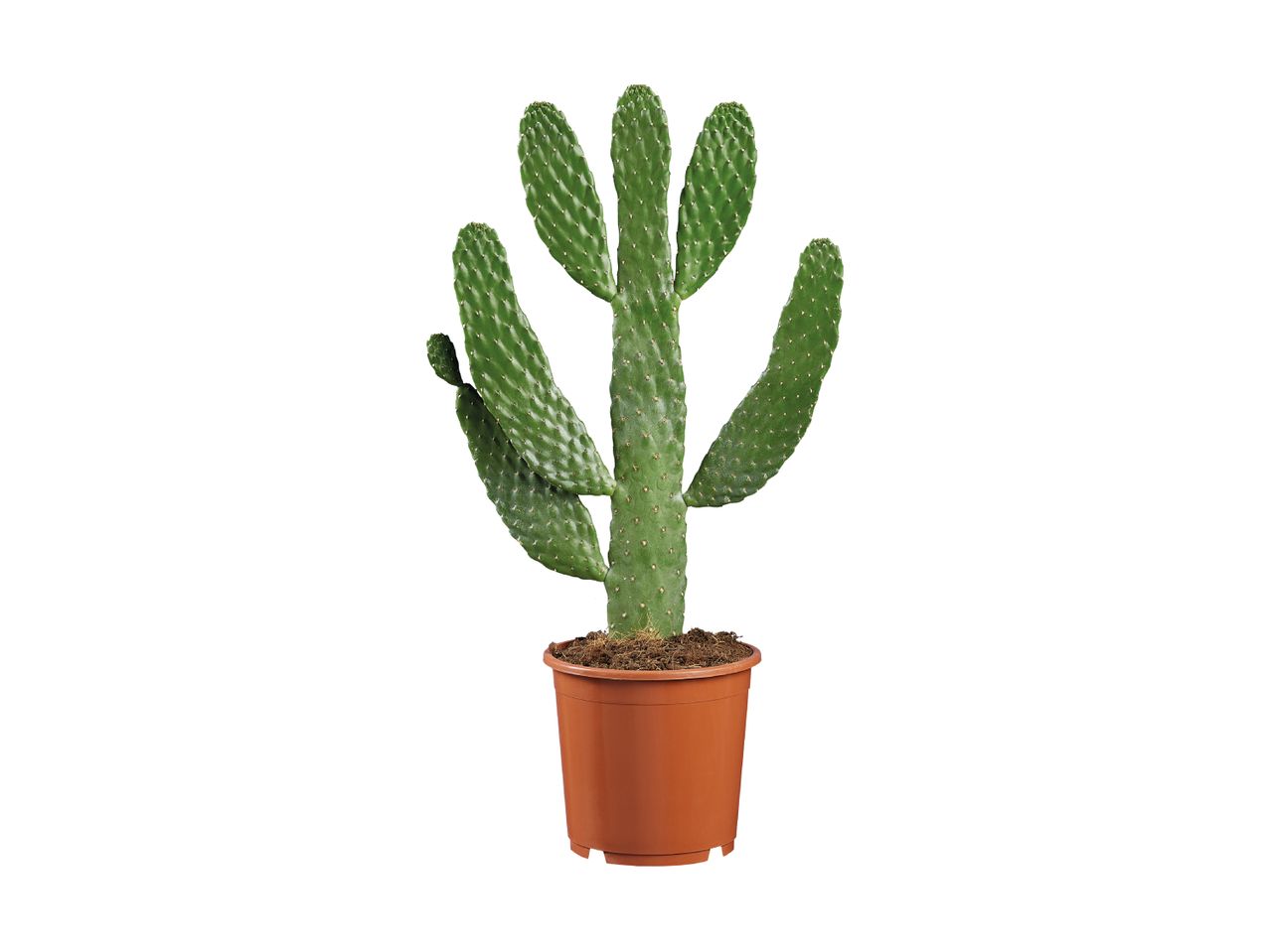 A green prickly pear cactus in a brown pot.
