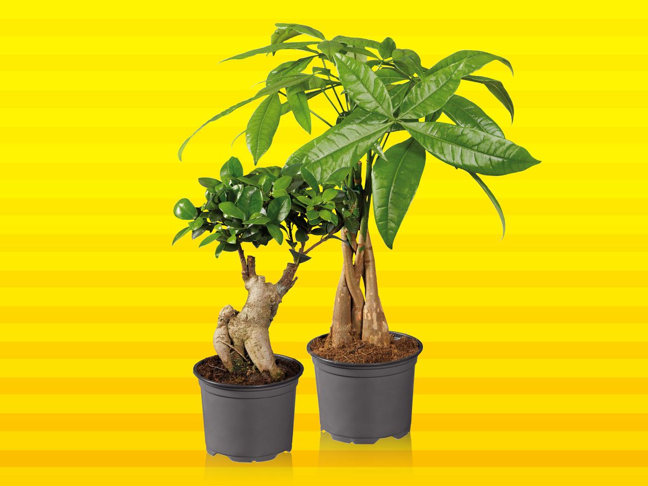 Ficus Ginseng/Pachira | Billiger Montag