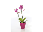Duas orquídeas cor-de-rosa num vaso fúcsia sobre um fundo branco