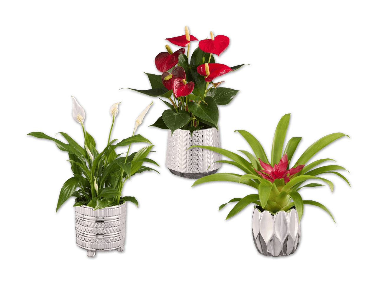 Drei Zimmerpflanzen in silbernen Töpfen: Spathiphyllum, Anthurium und Guzmania.