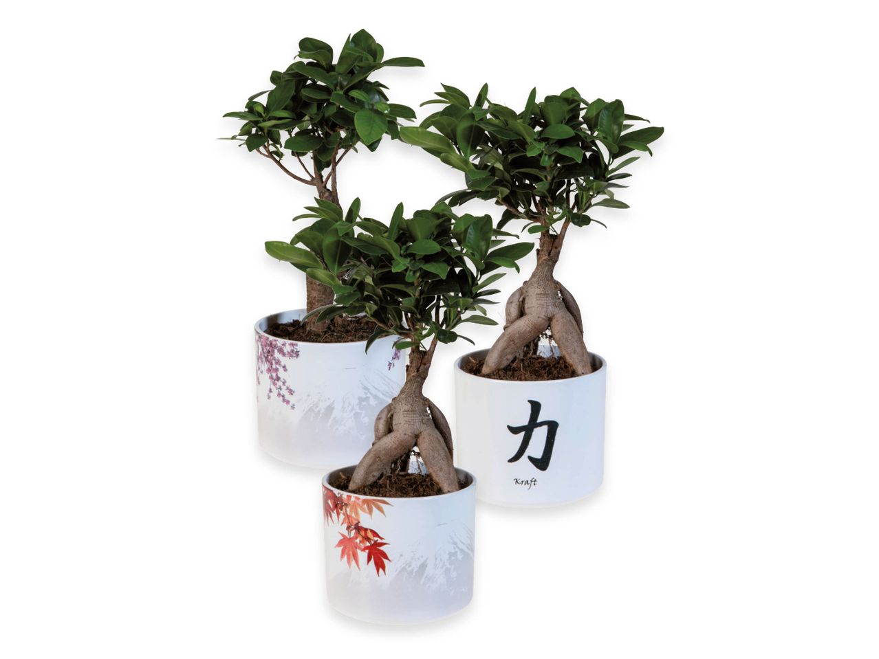 Tre bonsai in vaso, decorati con motivi giapponesi.