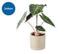 Alocasia Pink Dragon houseplant in a beige pot with an 'Indoor' label
