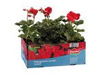 Røde pelargonier i en papkasse med teksten 'Pelargonium zonale OUTDOOR'.