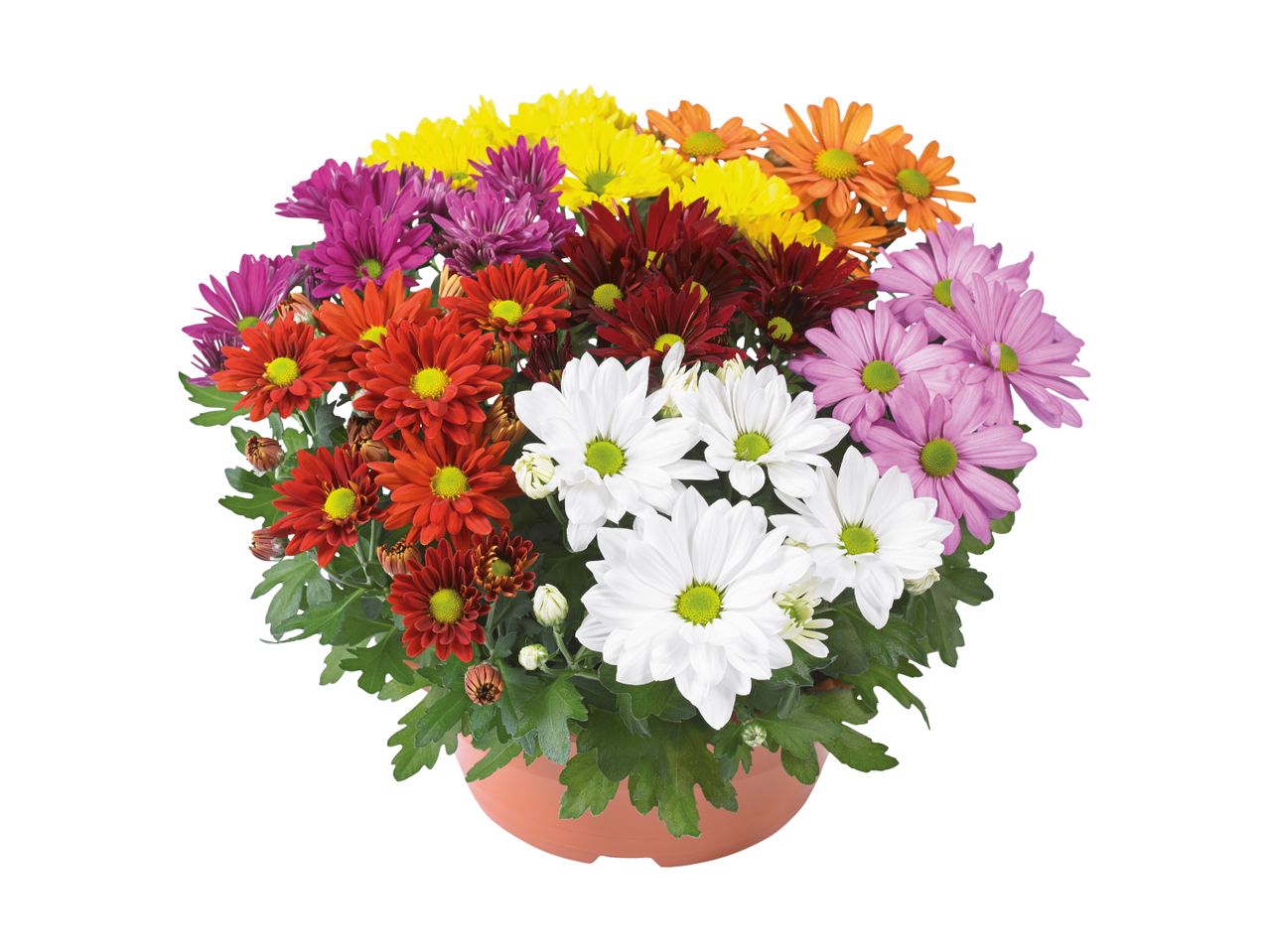 Blumentopf mit bunten Chrysanthemen.