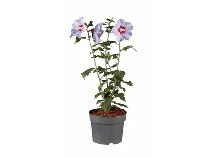 Hibiszkusz*