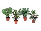 Štiri lončnice z različnimi vrstami rastlin Calathea.