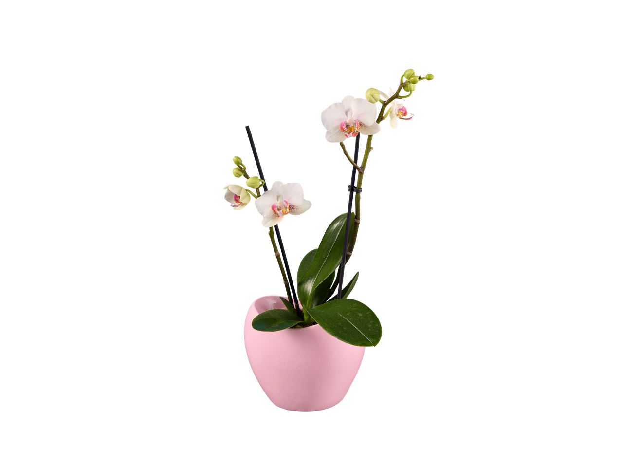 Accesați vizualizarea pe ecran complet: Phalaenopsis în ghiveci ceramic - Imagine 3