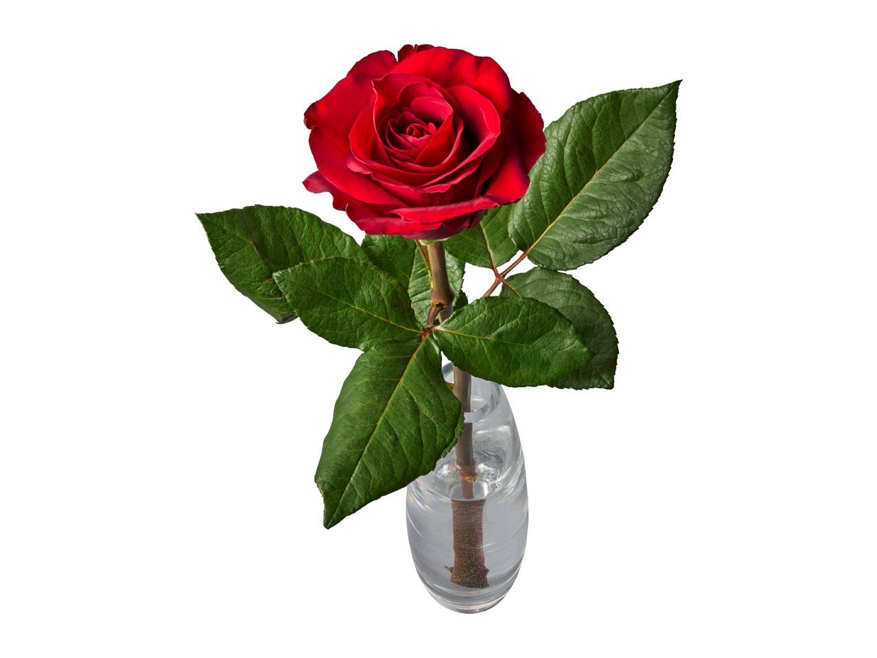 A single red rose with green leaves in a clear glass vase.