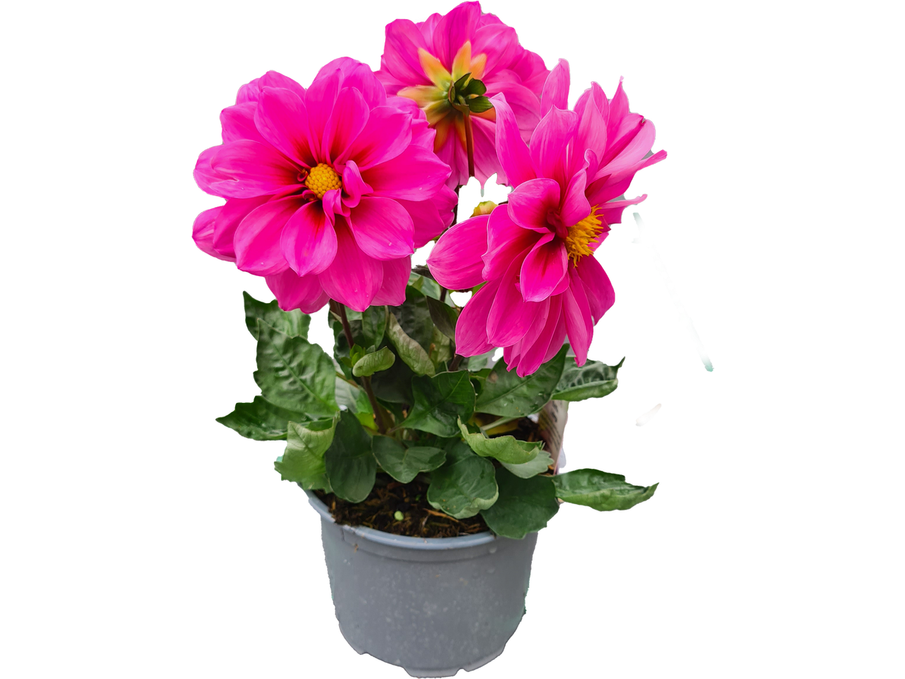 Vibrant pink Dahlia flowers in a grey pot, set against a black background.