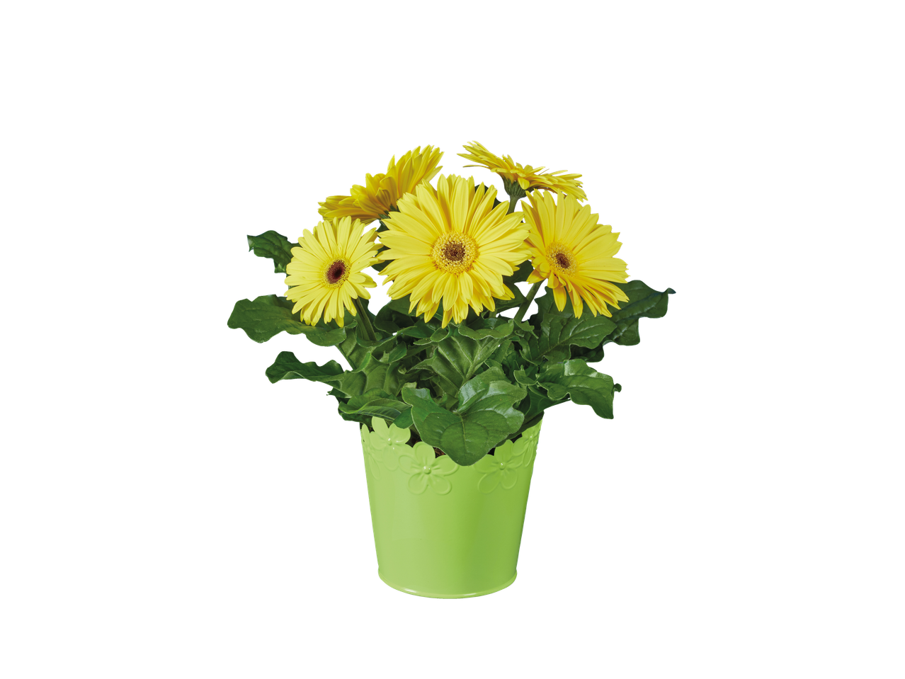 Yellow gerbera daisies in a light green pot.