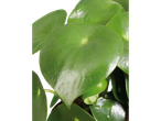 Folhas verdes redondas, semelhantes às de uma árvore de dinheiro.