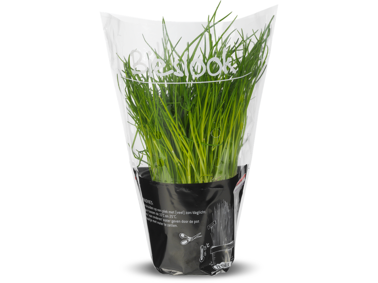 Verse bieslook in een pot, klaar voor gebruik.