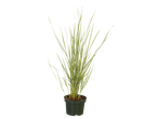 Potplant met bont blad van siergras.