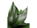 Folhas verdes de uma planta em fundo preto.