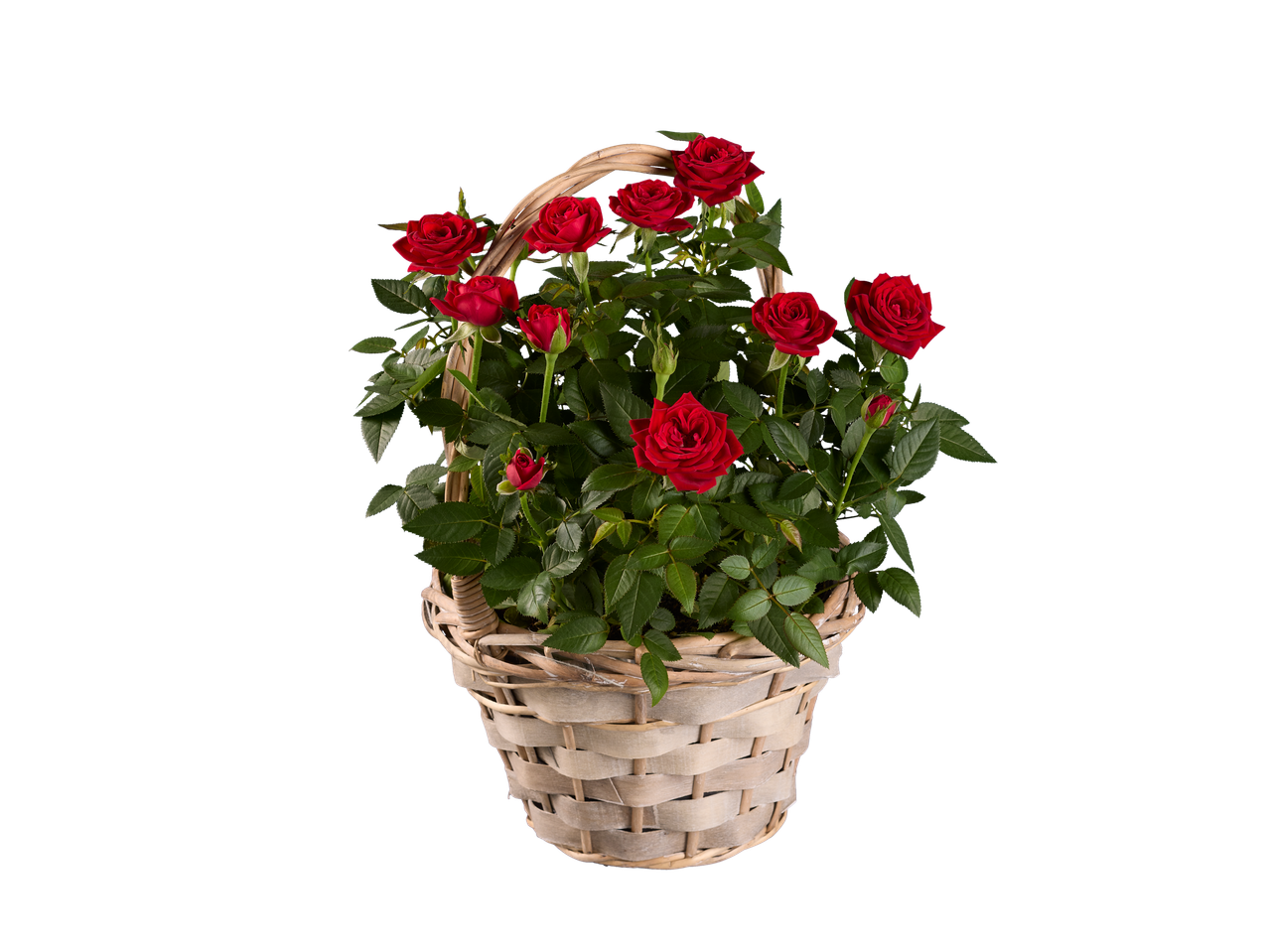 A wicker basket filled with a lush red rose plant.