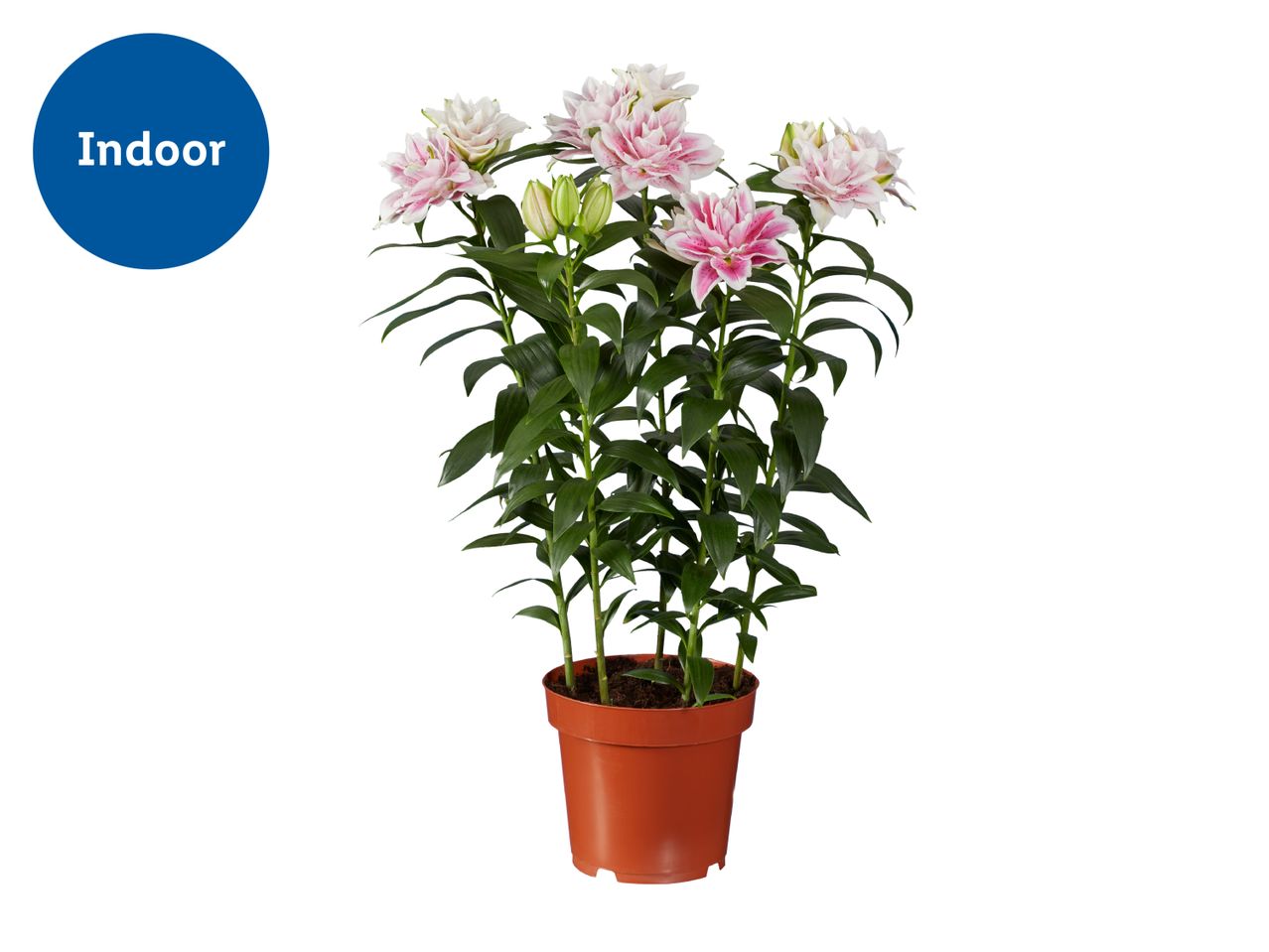 Potted pink and white lilies with green foliage, labeled 'Indoor' in a blue circle.