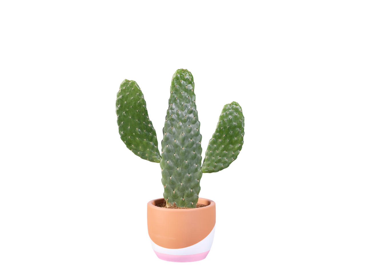 Cactus dans un pot moderne et coloré.